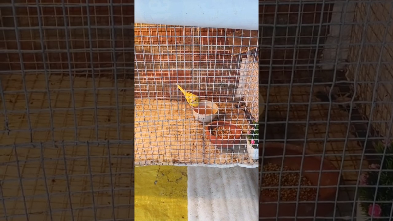 very cold Weather 🥶 save my budgies 🦜