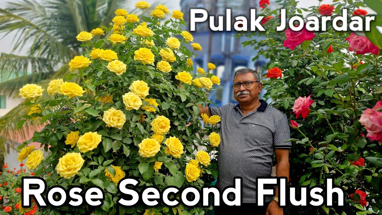 গোলাপের দ্বিতীয় ফ্লাশ|পুলক জোয়ারদার|SECOND FLUSH OF ROSES🌹WITH PULAK JOARDAR| 
