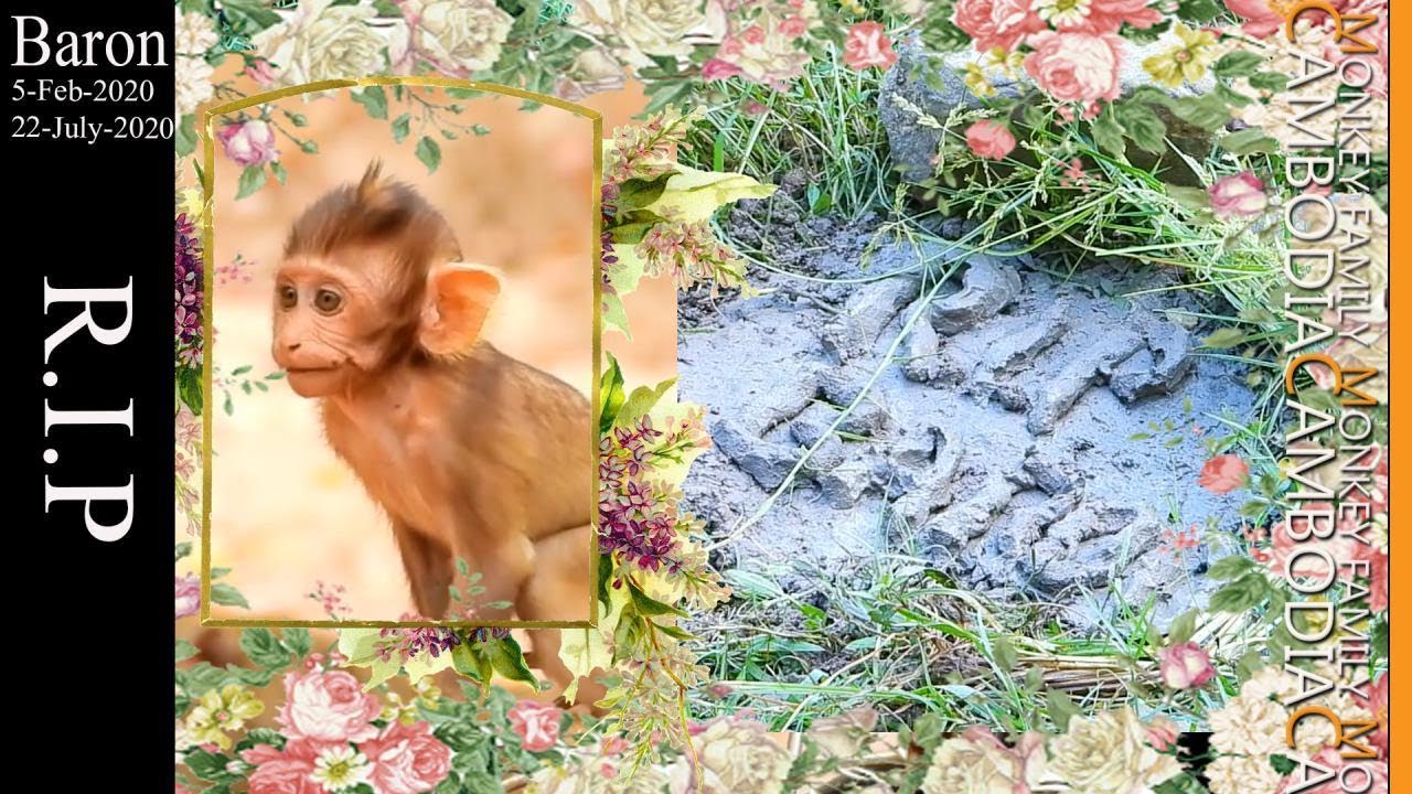 Baron's Funeral| All The Monkeys Cried When We Bury Baron