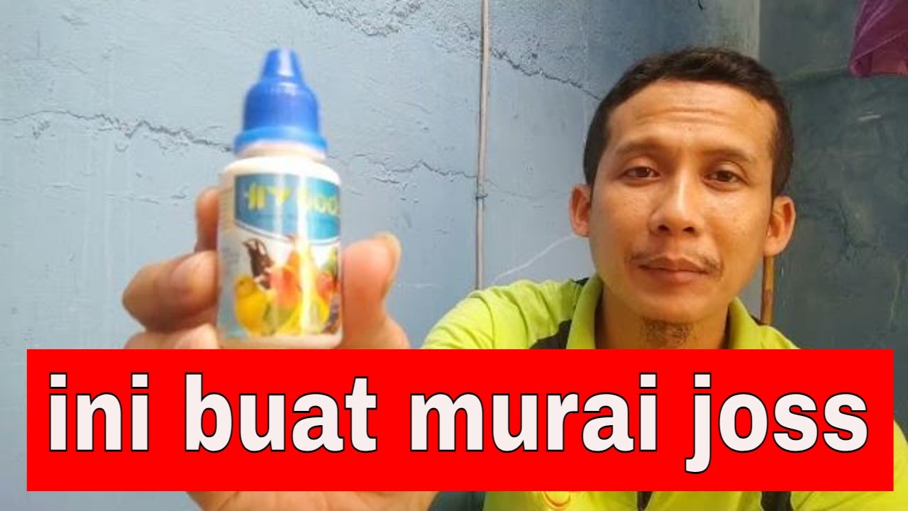 ebod vit untuk murai batu biar gacor begini caranya yang benar