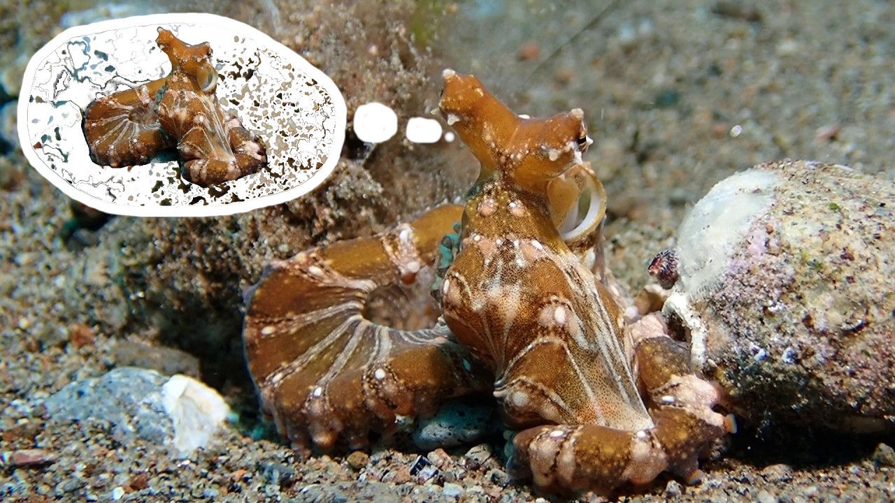 Where is my Octopus Mind?