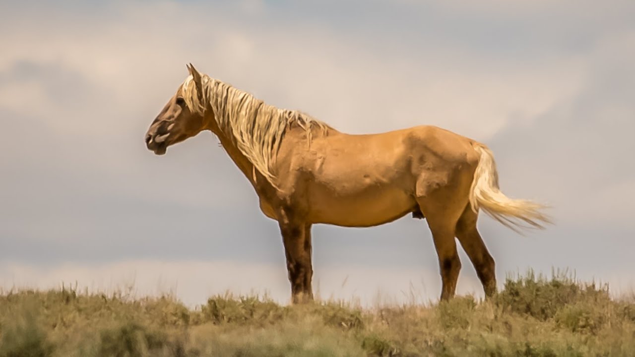 Wild Wonders of America in Colorado Wild Mustangs of Sand Wash Basin by Karen King