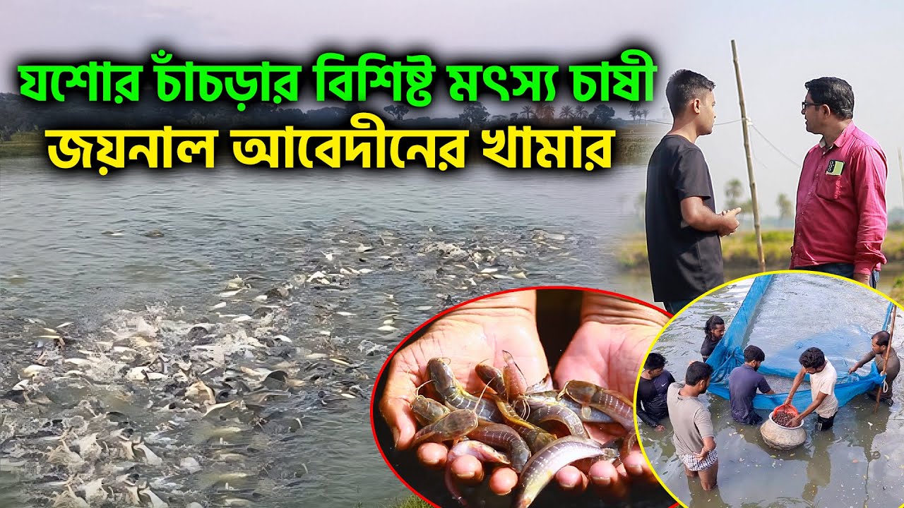 যশোর চাঁচড়ার বিশিষ্ট মৎস্য চাষী জয়নাল আবেদীনের খামার