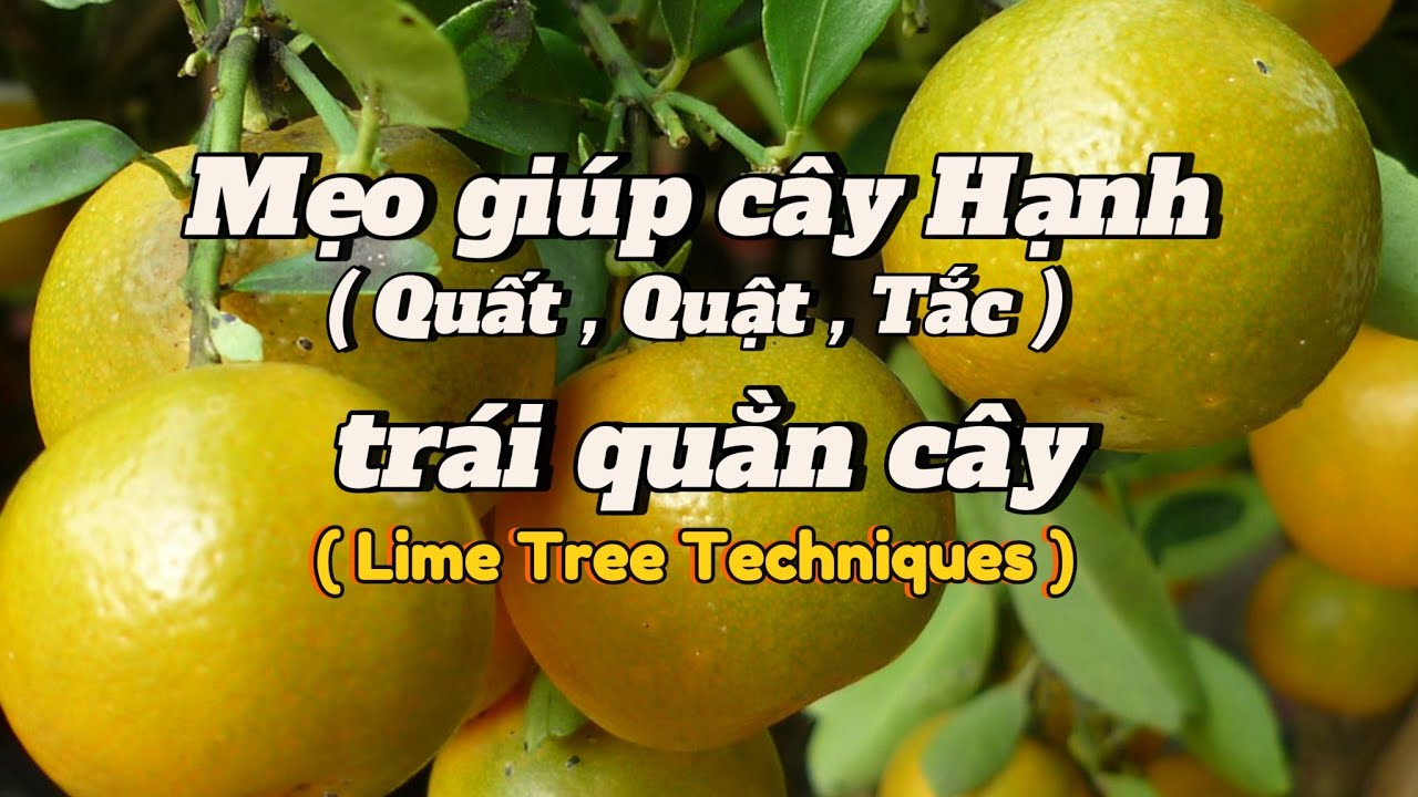 EP 53 : Mẹo làm cây nhanh ra trái , bí quyết giúp cây Hạnh( Quất, Quật ,Tắc ) 1 tháng trái quằn cây.
