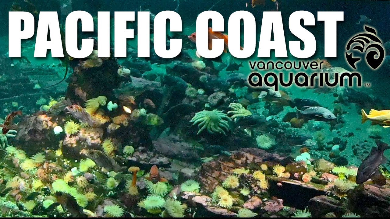 The incredible diversity of marine life in the Pacific Coast Pavilion @The Vancouver Aquarium