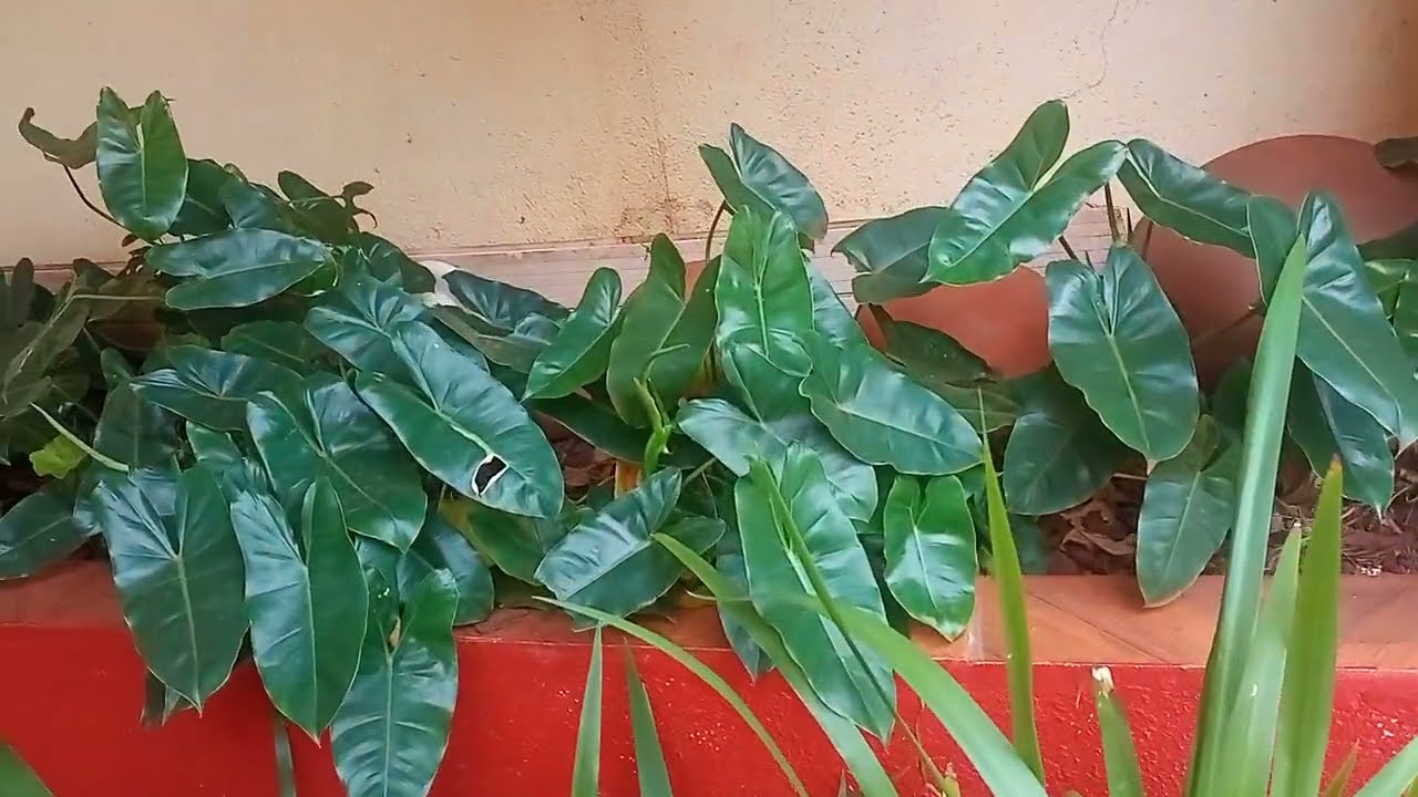 Por Dentro de um Viveiro de Mudas I Olha Essa Produção!