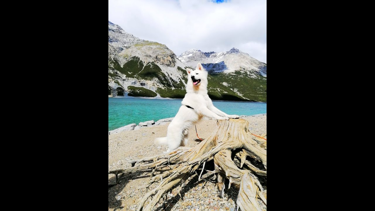 Laghi di Cancano con Pastore Svizzero