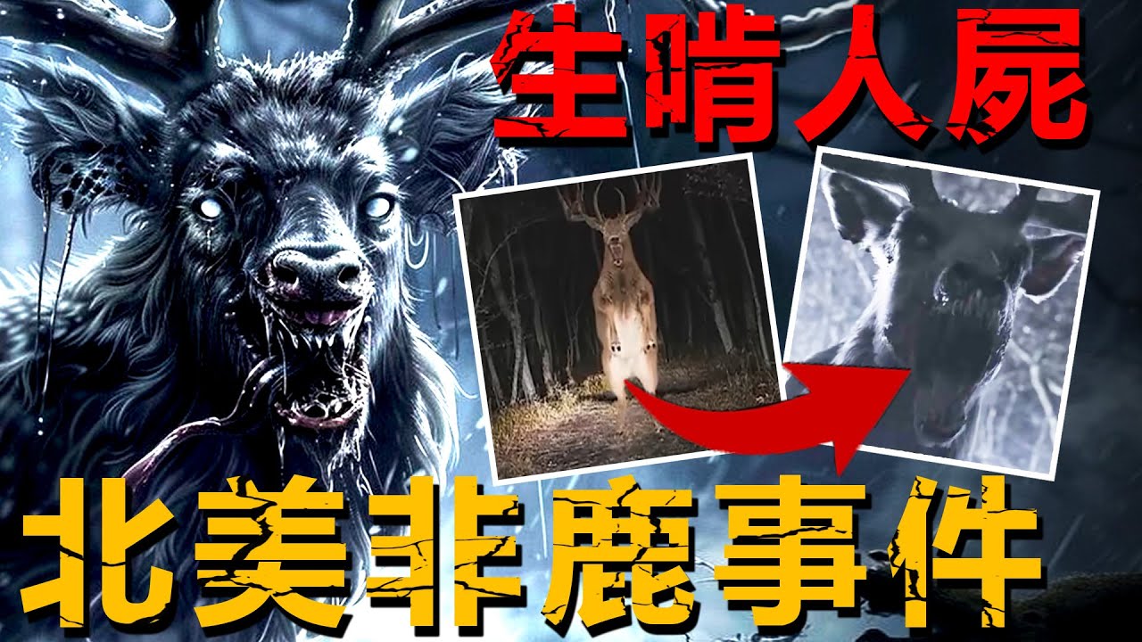 喜好啃食人類屍體！tk瘋傳的喪屍鹿究竟是什麼？巡林員目擊並拍攝：它像惡靈一樣盯着，想喫了我！【未知生物|案件|襲擊】