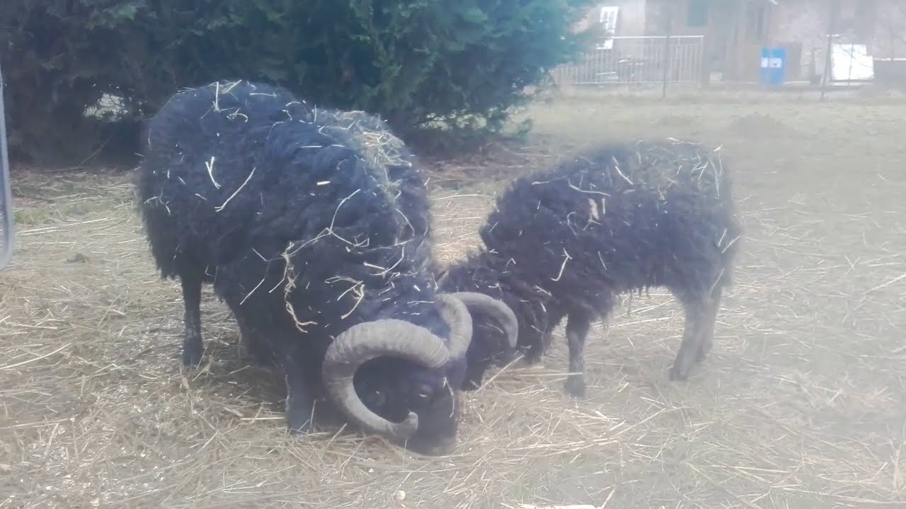 A la découverte des animaux : Le mouton d'Ouessant