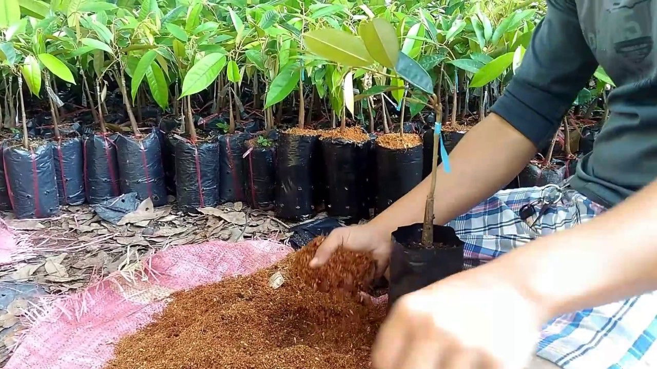 Durian nursery planting in a pot with cocopeat