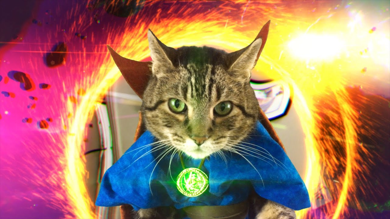 Doctor Strange Cat
