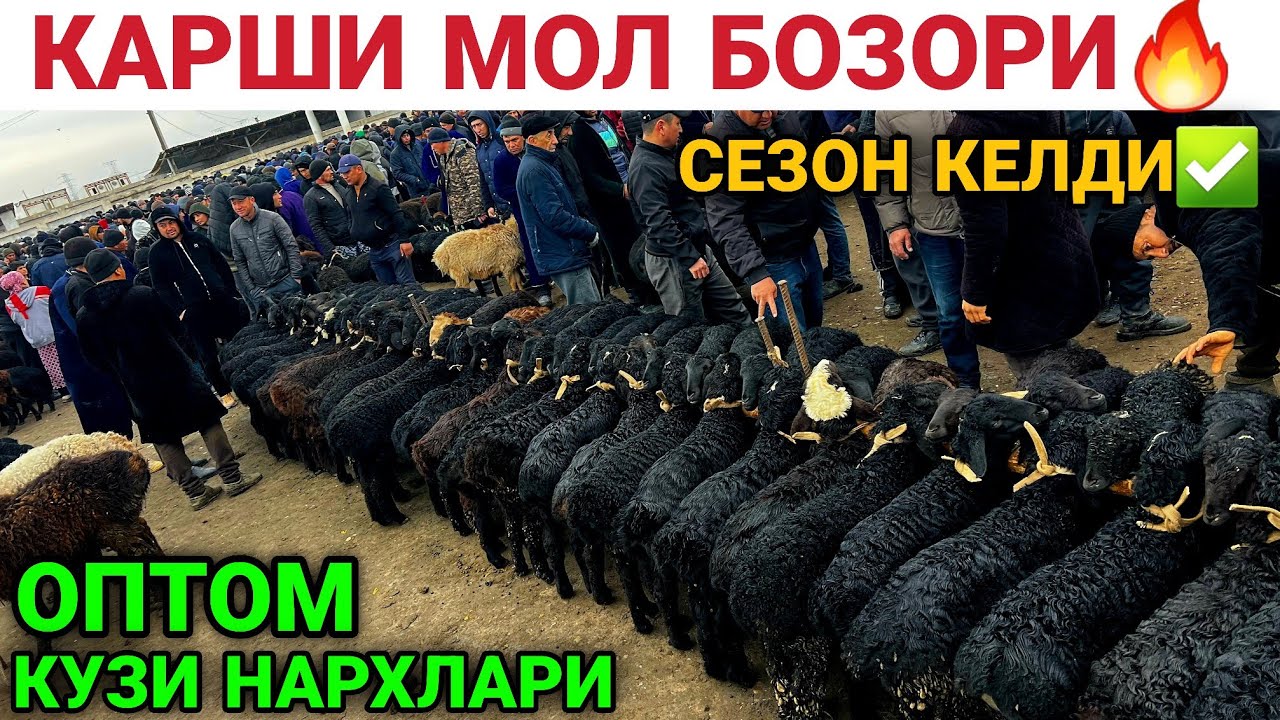 КАШКАДАРЁДА КАРШИ МОЛ БОЗОРИ НАРХЛАРИ 15 МАРТ 2026. QARSHI MOL BOZORI NARXLARI 2026
