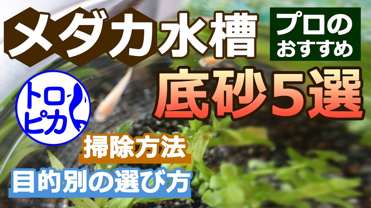 メダカ水槽のおすすめ底砂5選！底砂は目的別に選ぼう！掃除方法も解説！