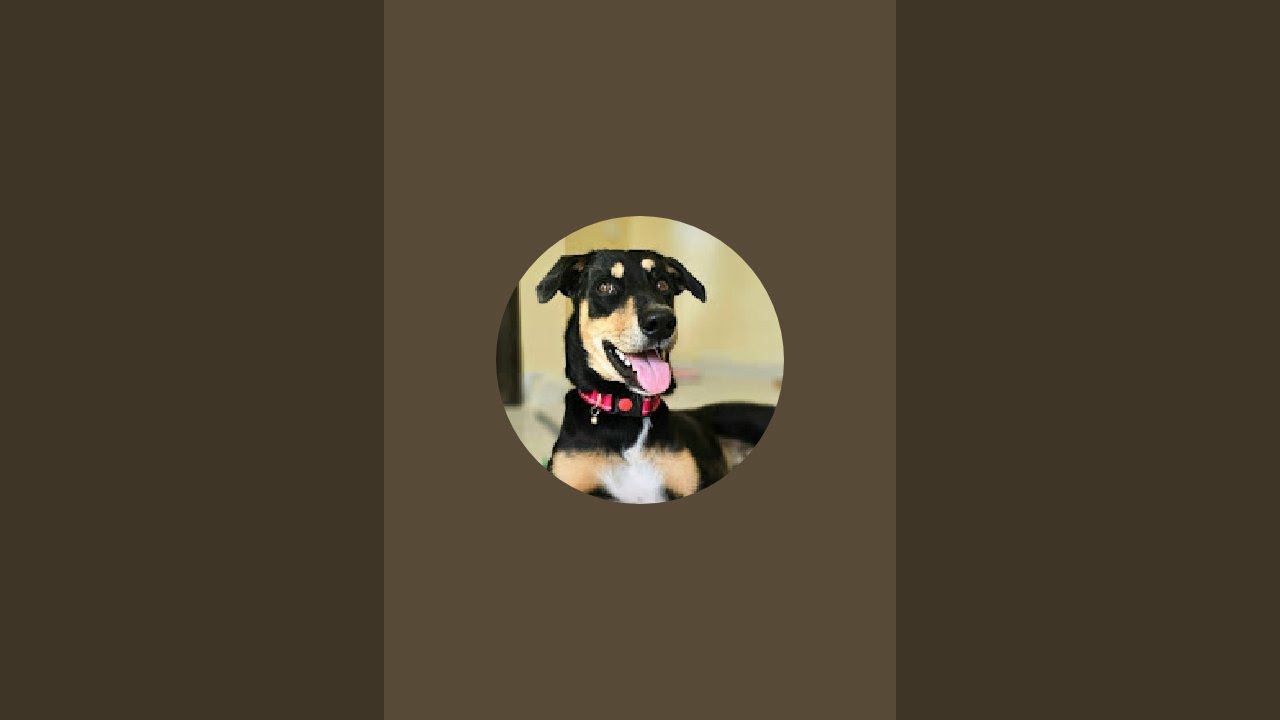 I wish this Christmas, stray animals can eat fresh cook not a bone only or from garbage 😔🙏