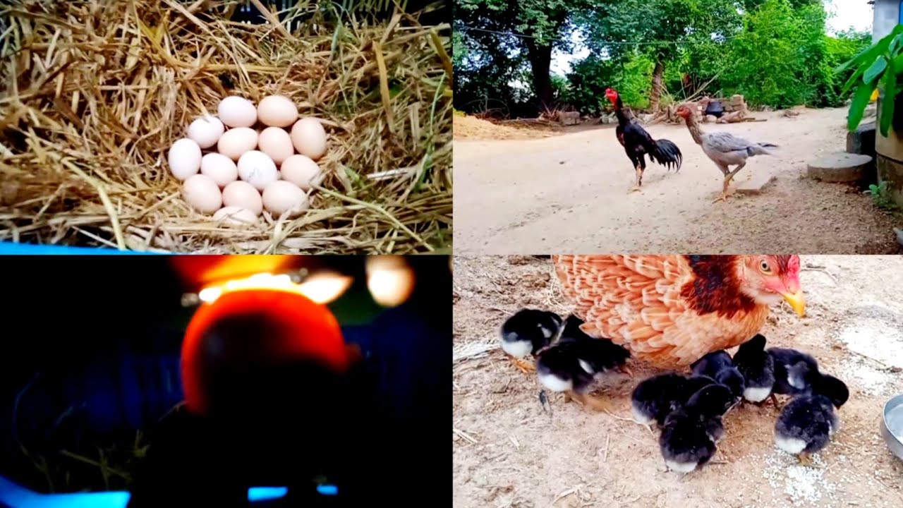 మా చుట్కీ కోడి ఎన్నీ పిల్లలు చెసిందో చుడండి 😍🐔🐣🐥🤩🥰