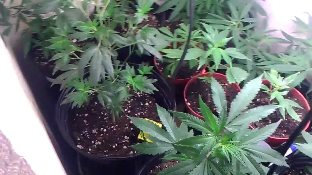 CFL Medical Grow NEED HELP Nute Deficiency Problem