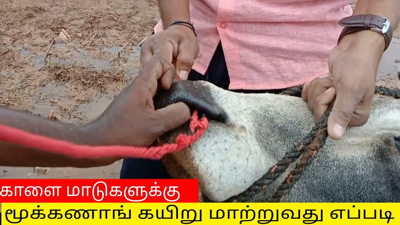 மாடுகளுக்கு மூக்கணாங்கயிறு எப்படி மாற்றுவது