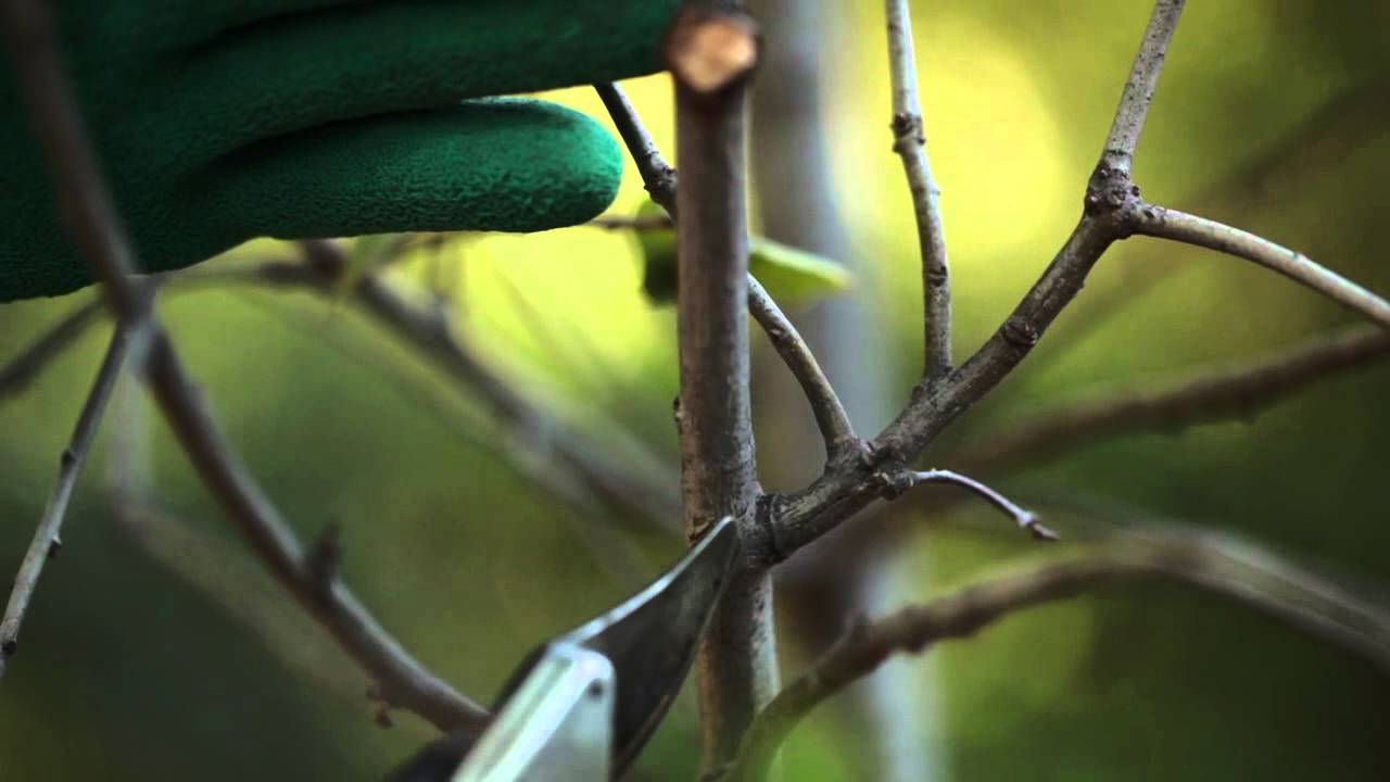 TreePeople - Cómo Podar un Árbol