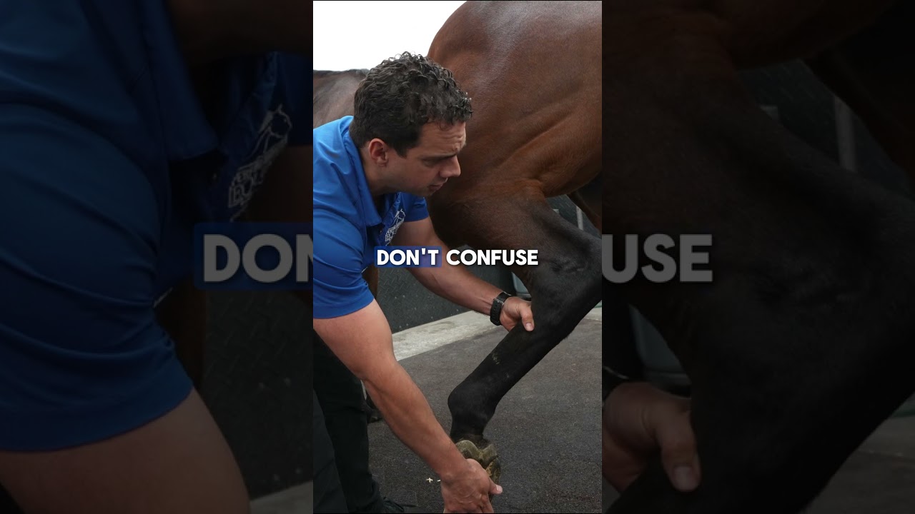 Horse Lameness Exam | Checking Joints for Pain and Inflammation