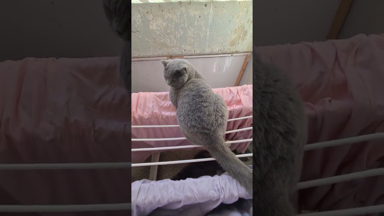 Вот это сюрприз😺