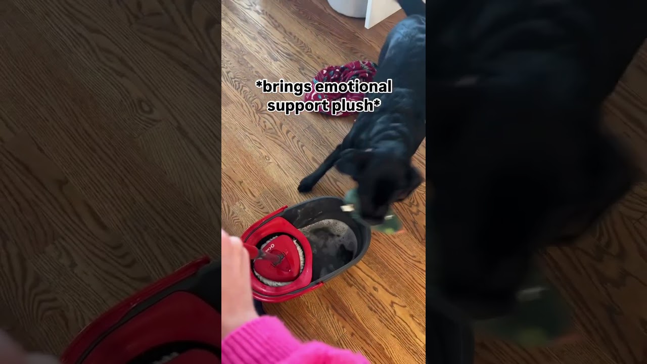 Random things my dog is scared of..MOPS. 