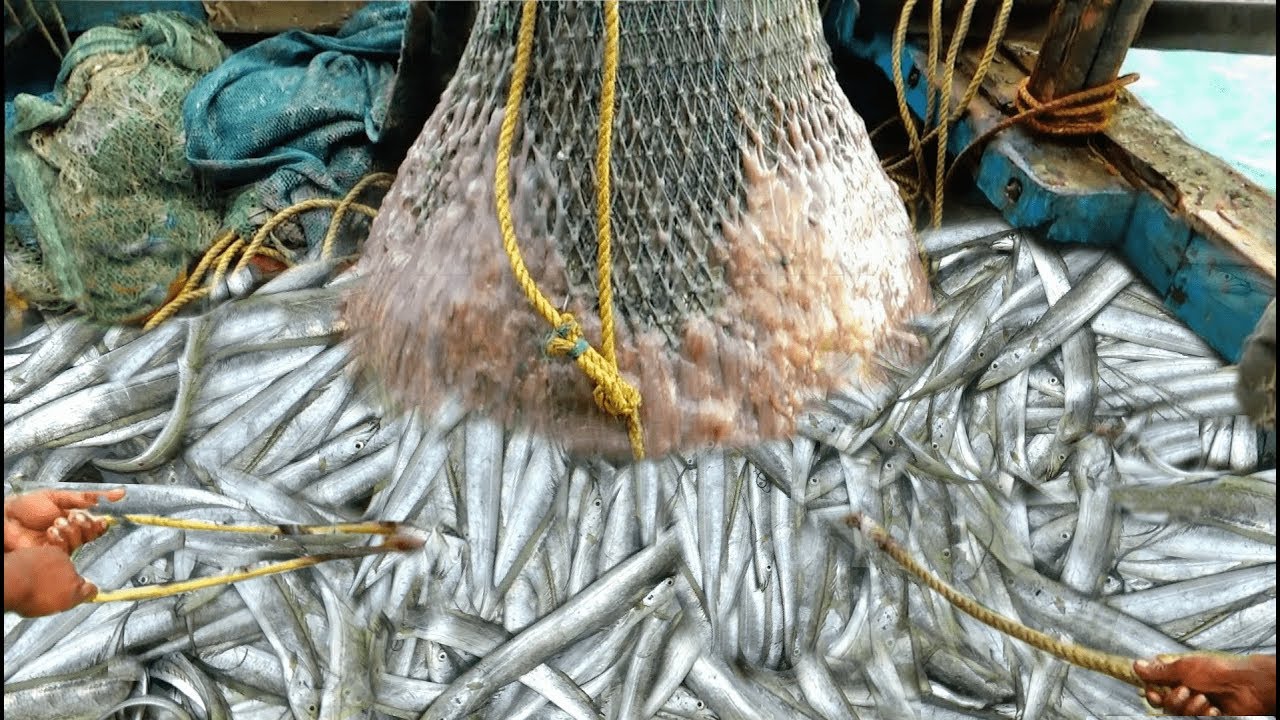 TRAWL NET FISHING VIDEOS EPISODE 8