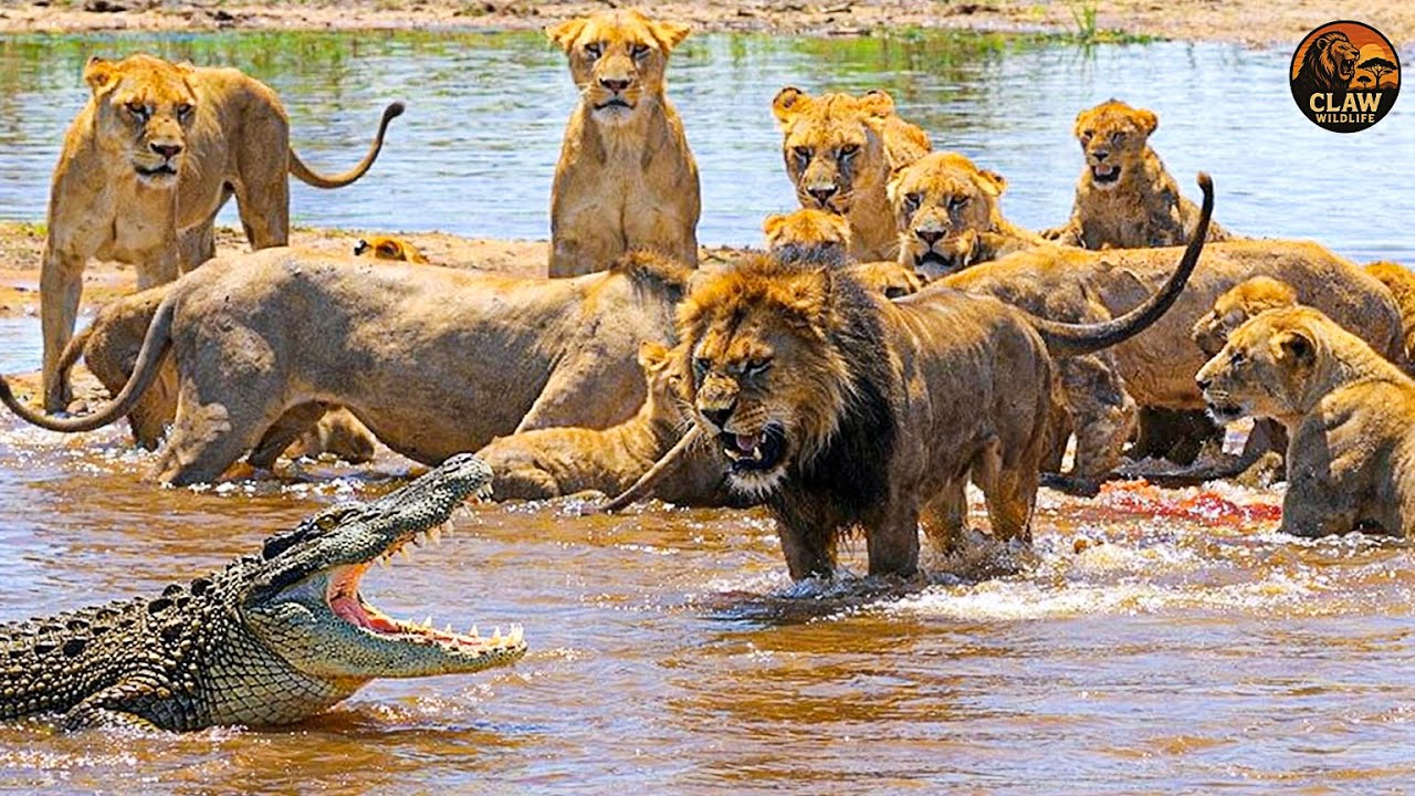 African Rivers &ndash; When Lions Take Revenge Against Crocodiles | Wildlife Documentary