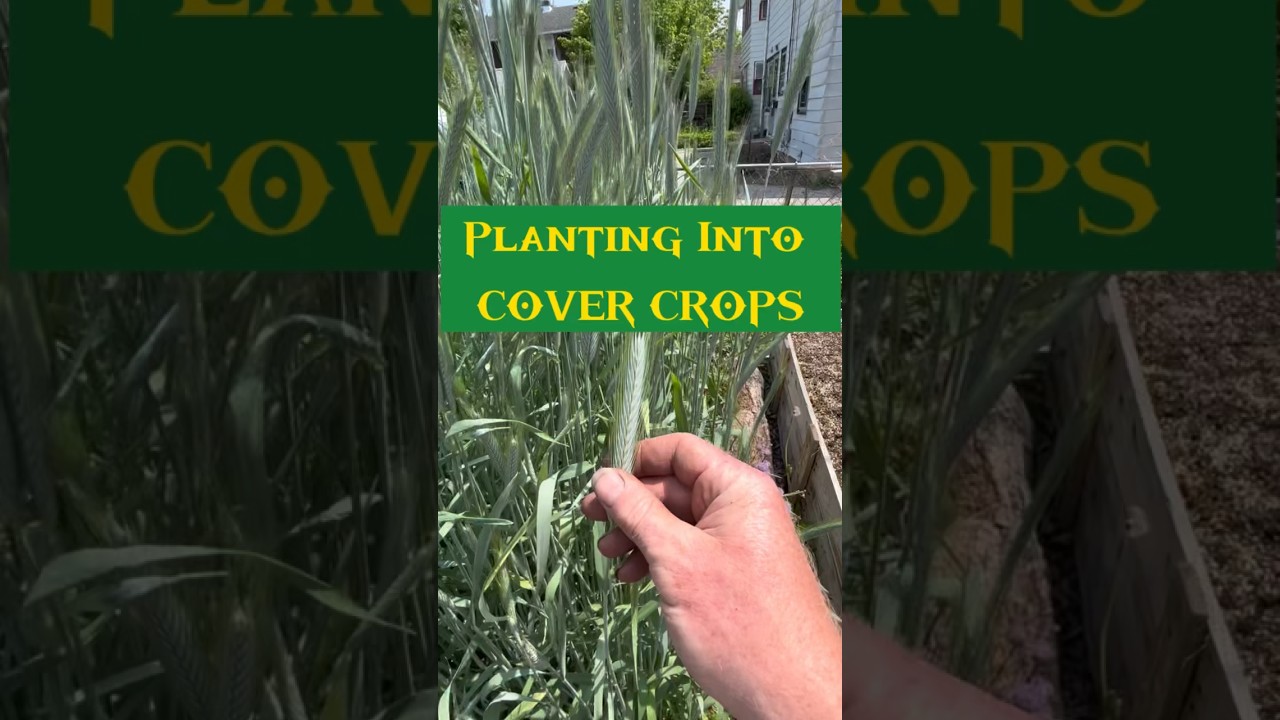 How To Terminate And Plant into COVER CROPS!!.. NOW is the time!! #gardeningtips #growyourownfood
