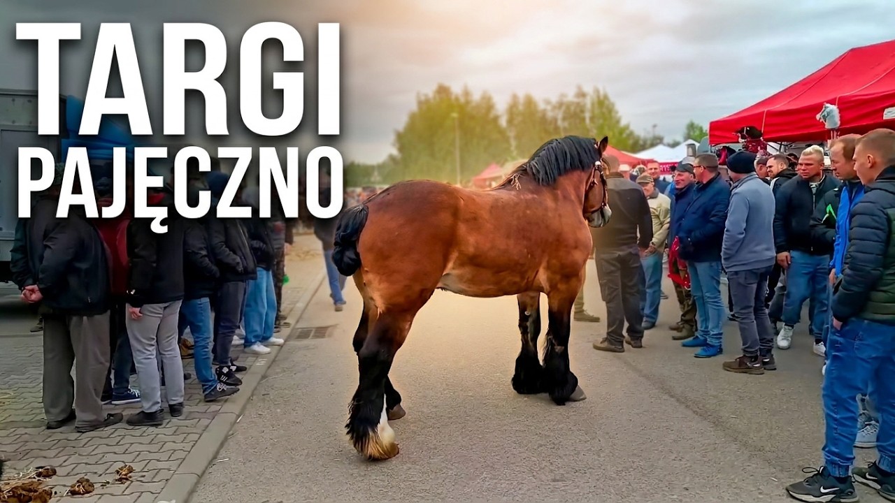 Targi Końskie w Pajęcznie maj 2025 #targi 
