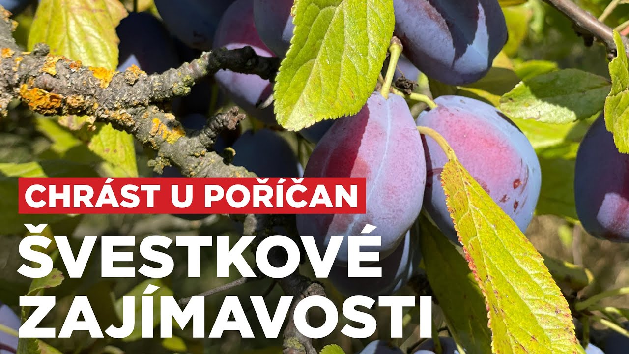 Naše švestky jsou speciální. A tady je důvod!
