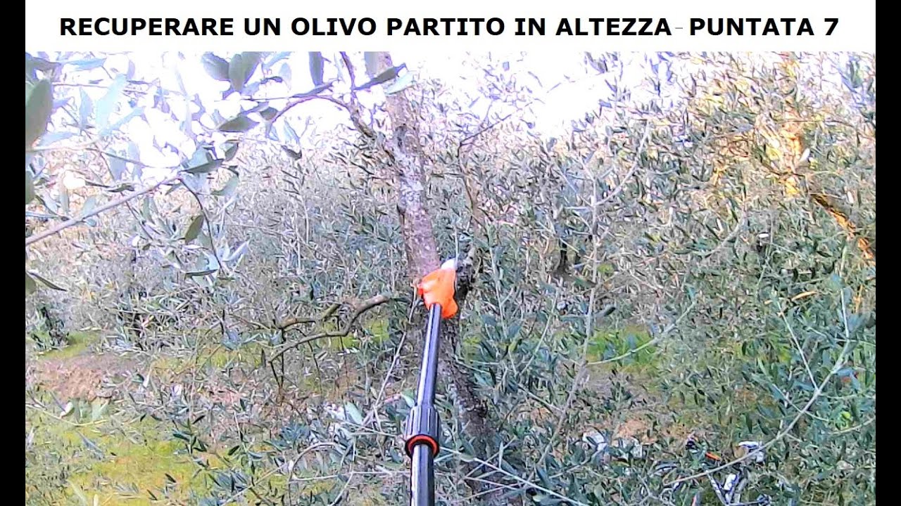 Come recuperare un ulivo troppo alto. Sbassare. Corso di potatura olivo - Puntata 7