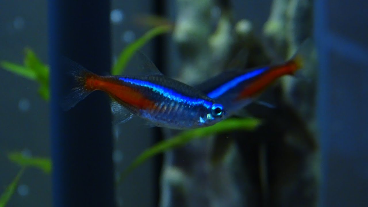 How to breed Neon Tetras