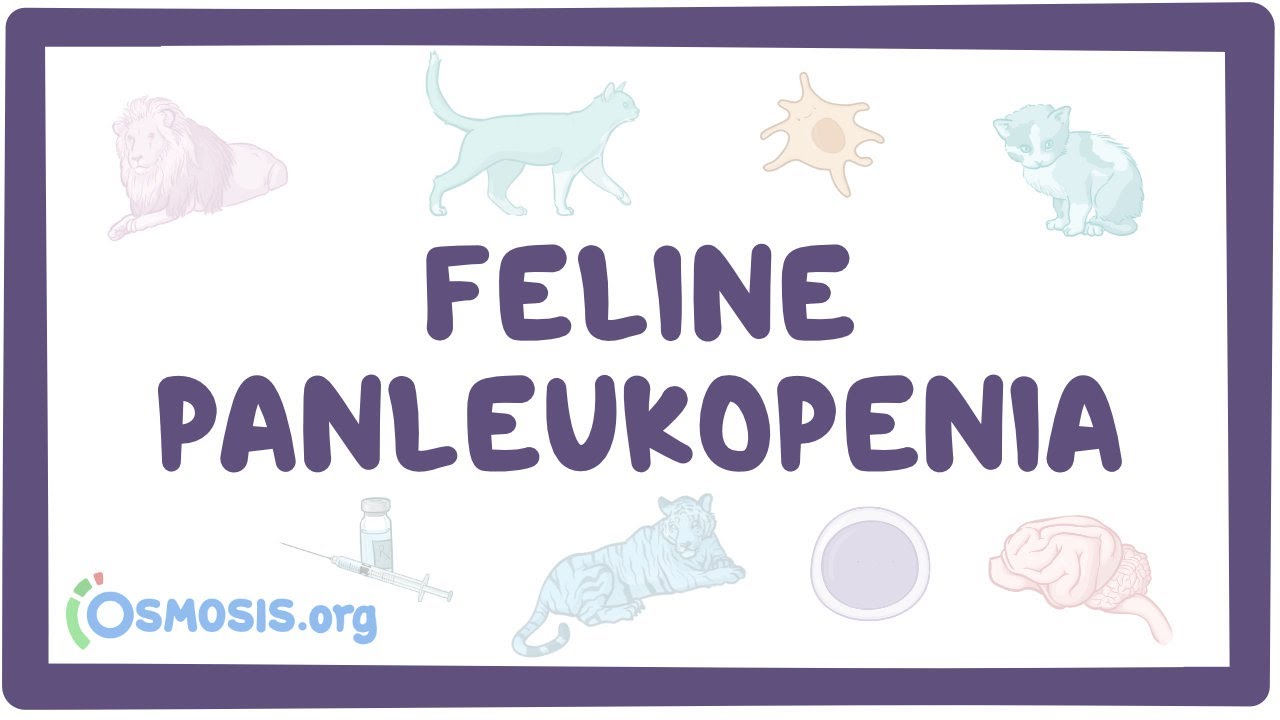 Feline panleukopenia