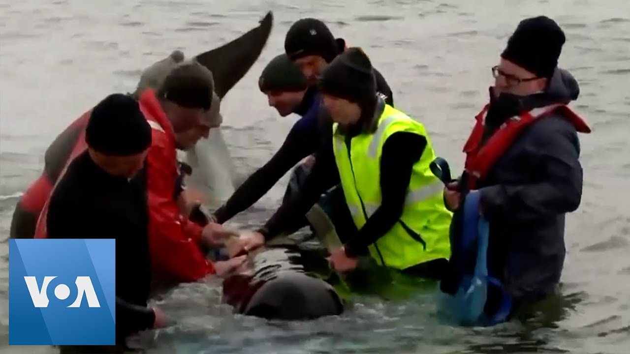 Whale Rescue Operation Begins in Australia