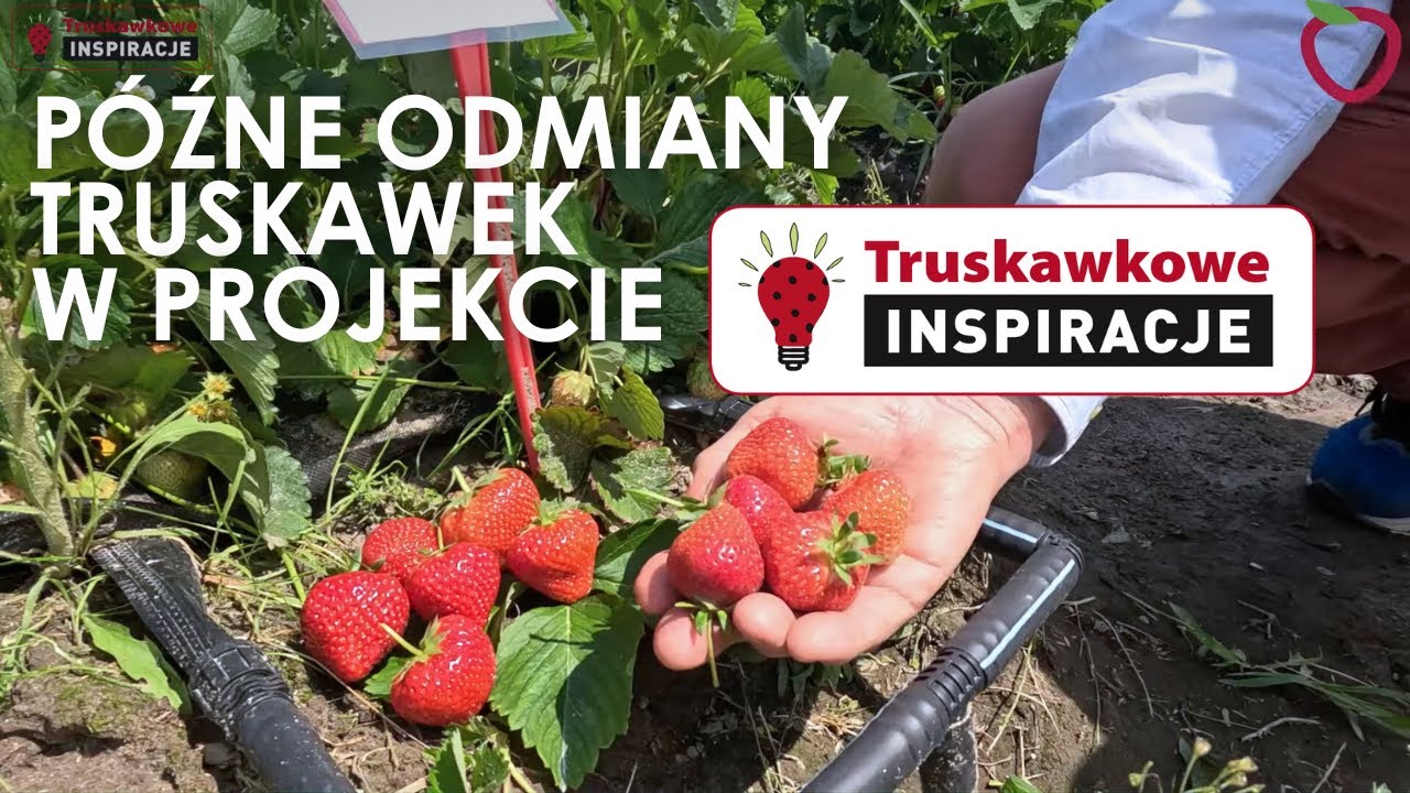 Późne odmiany truskawek w projekcie