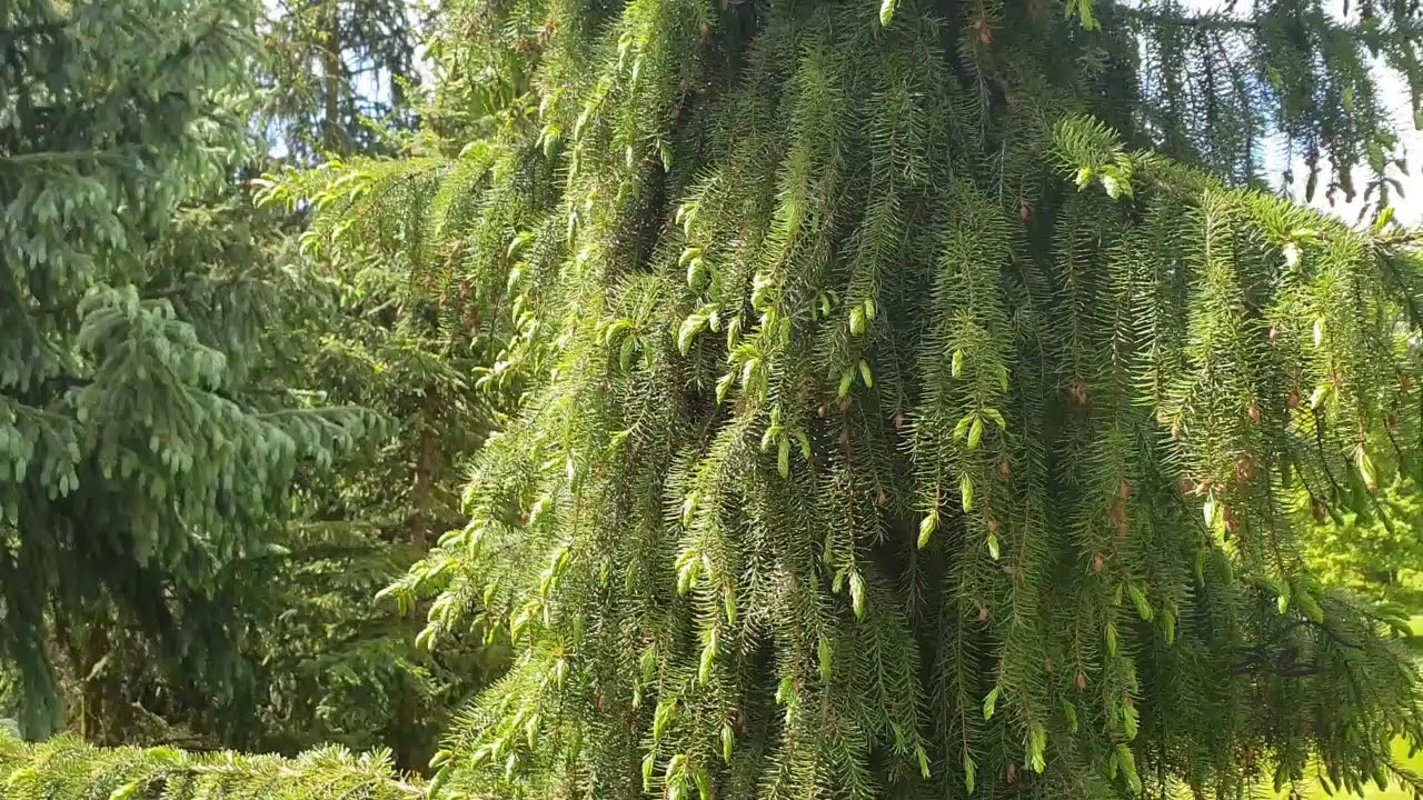 Picea omorika 'Pendula' smrk Pančičův