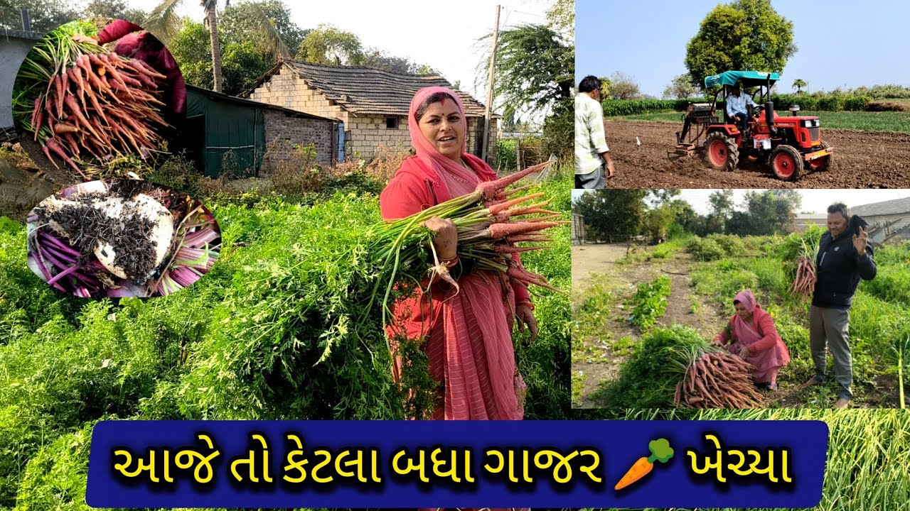 આજે તો કેટલા બધા ગાજર 🥕 ખેચ્યા🥰🥕🥰