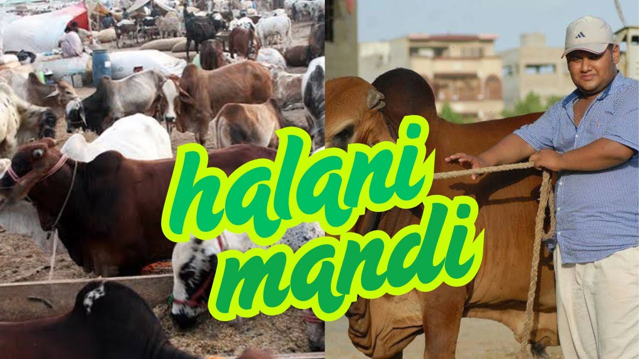Halani  mandi visit /  mandi  m  larai hogai 😨