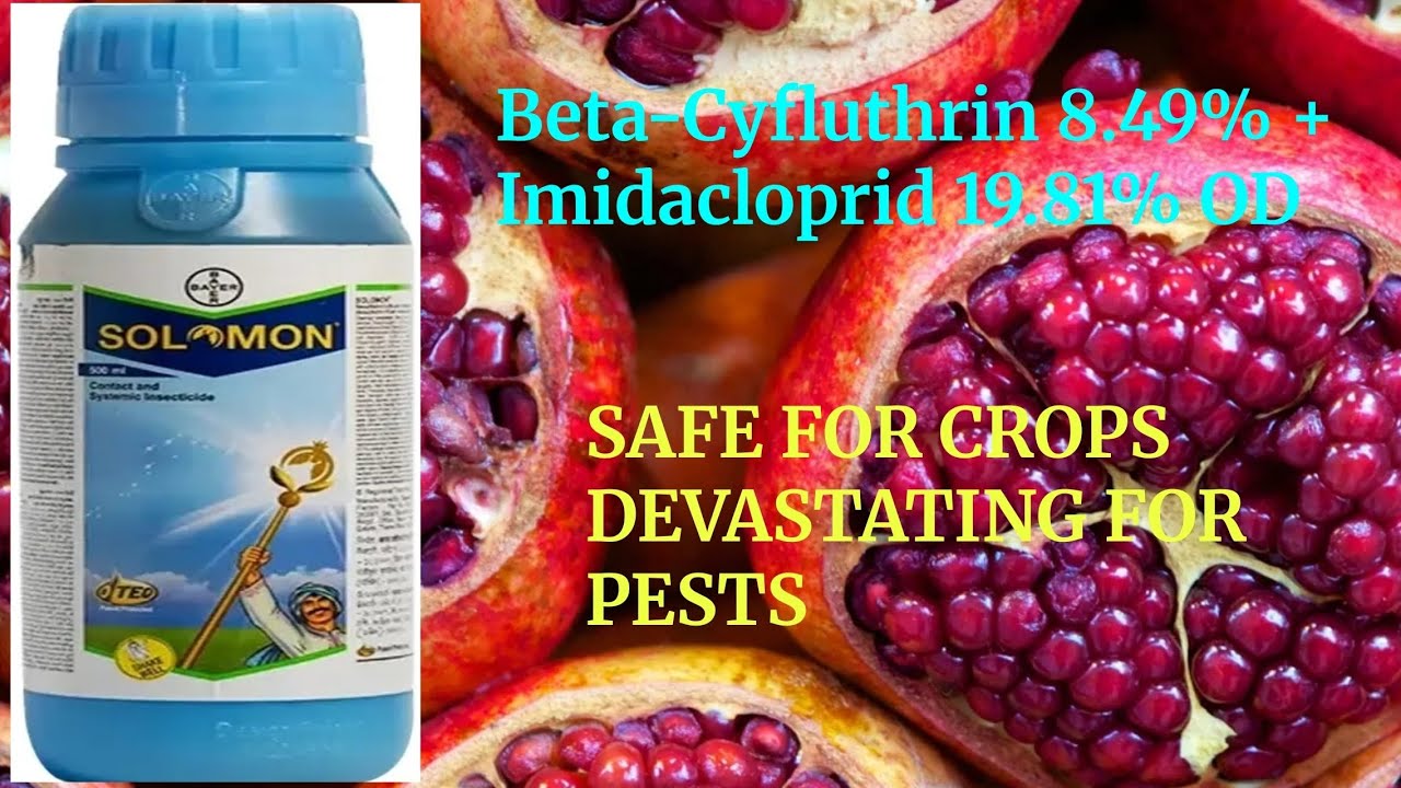 Solomon insecticide Bayer (Beta-Cyfluthrin 8.49% + Imidacloprid 19.81% OD)