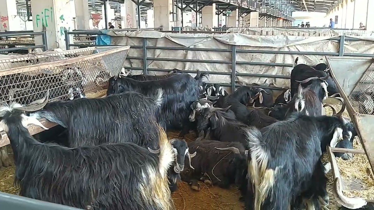 Kurban Pazarı Bursa Panayır 2022 / Part 2 / OAÇ TV