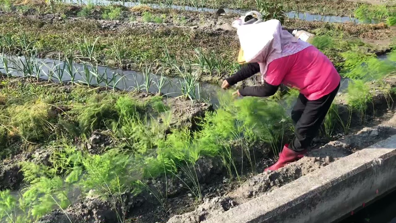 【蘆筍如何從種子到採收003】過程如何選留及培養？聽老媽怎麼說！2022年1月9日