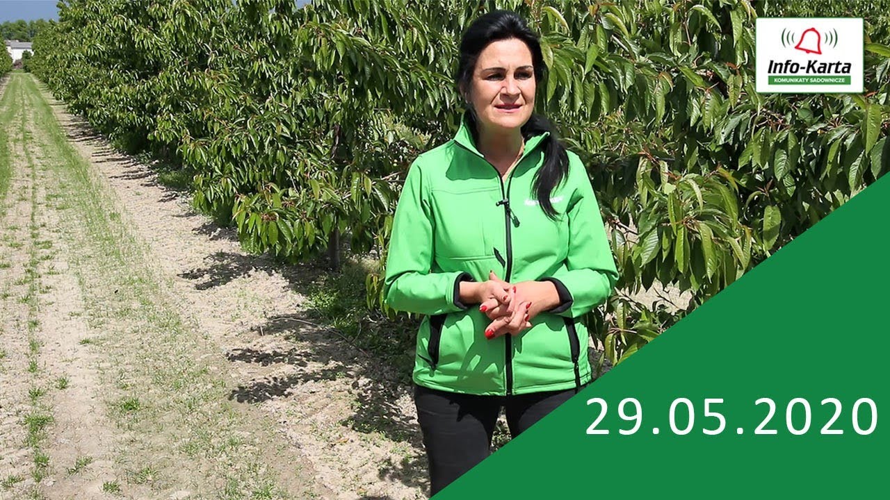 Sady pestkowe - wzrostu owoców - zalecenia ochrony i nawożenia - komunikat sadowniczy Agrosimex