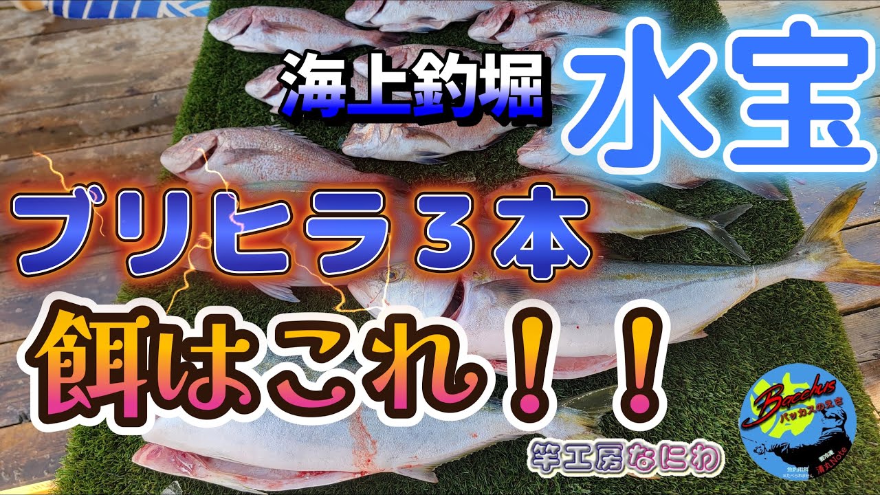 『海上釣り堀』【水宝】ブリヒラ３本　釣った餌はこれ！！　　　　　　　　　　　　　　　　　　　　　　　　　　　　　　　　　　　　　　　　　　　　　　　＃バッカス ＃清丸ベイツ ＃竿工房なにわ ＃隠岐竜雅