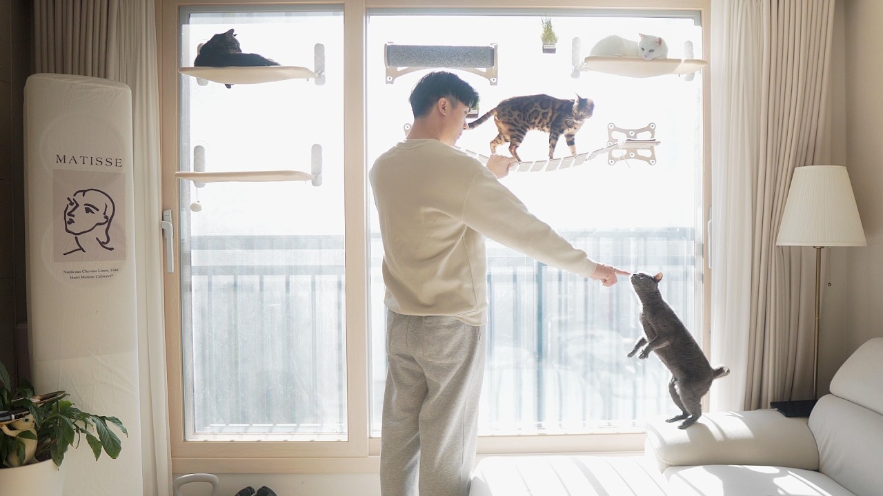 Small Apartment Cat Gear Tier List (Best & Worst)