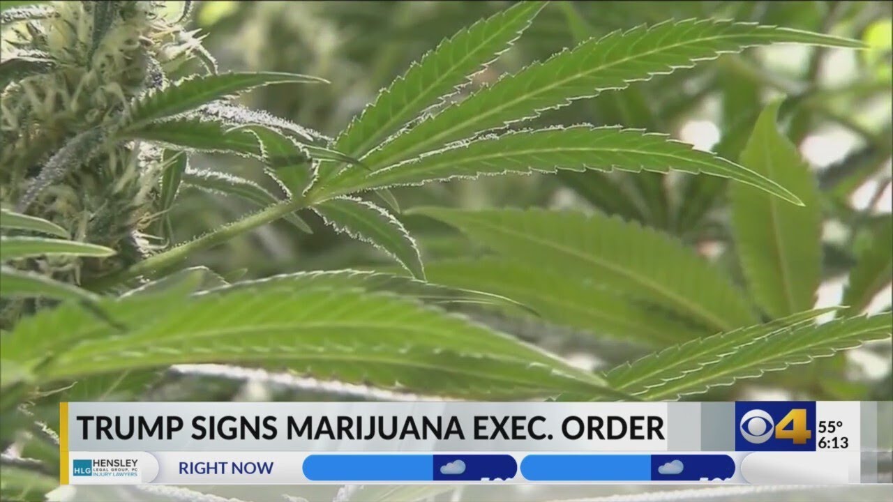 President Trump signs Executive Order to reclassify marijuana