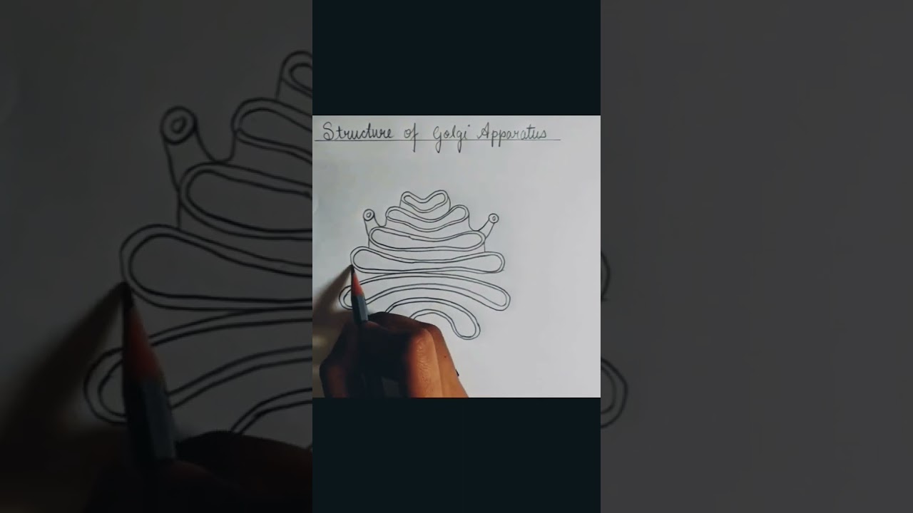 golgi complex structure 🧫. #bsc #diagram #2024 #youtubeshorts #viral #zoology