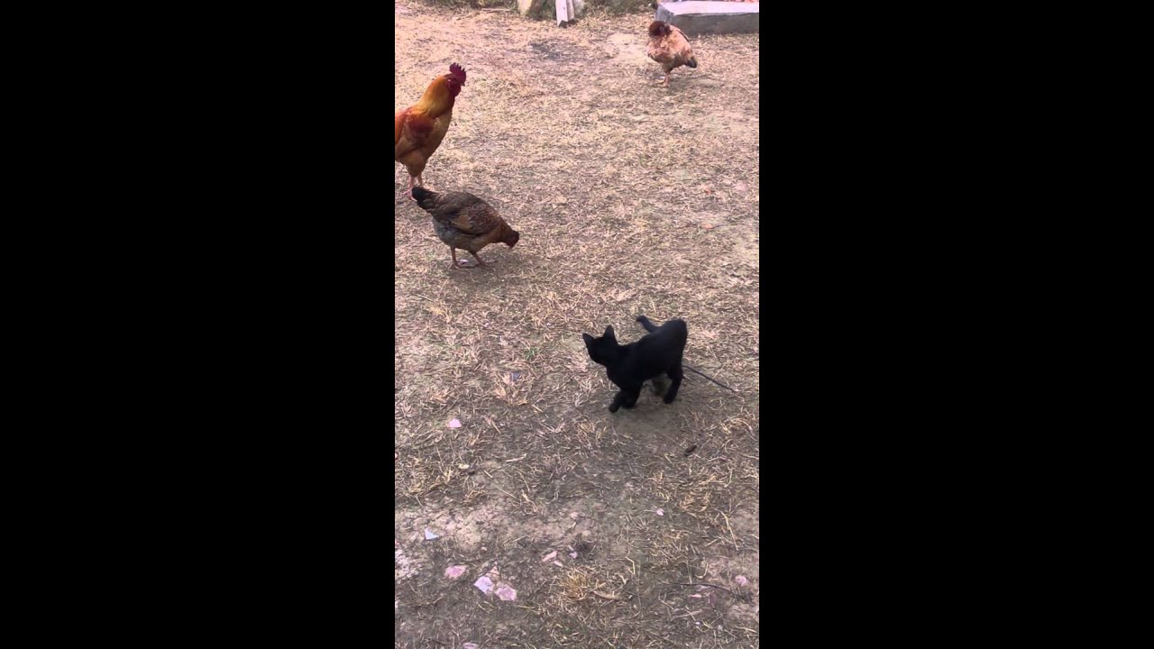 Gatito Negro jugando con un rat&oacute;n