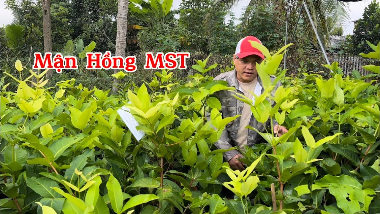 Sự thật giống Mận Hồng MST ở thị trường Việt Nam
