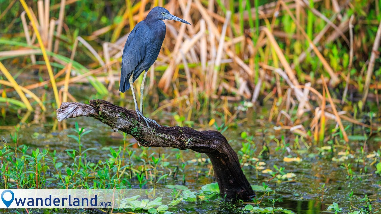 Canon R5 Mark II, R7, and Lots of Birds - An Orlando Wetlands Park Wander!