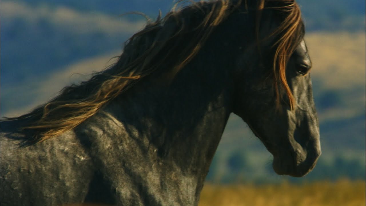 Rock Star Mustangs Roam the Utah Desert